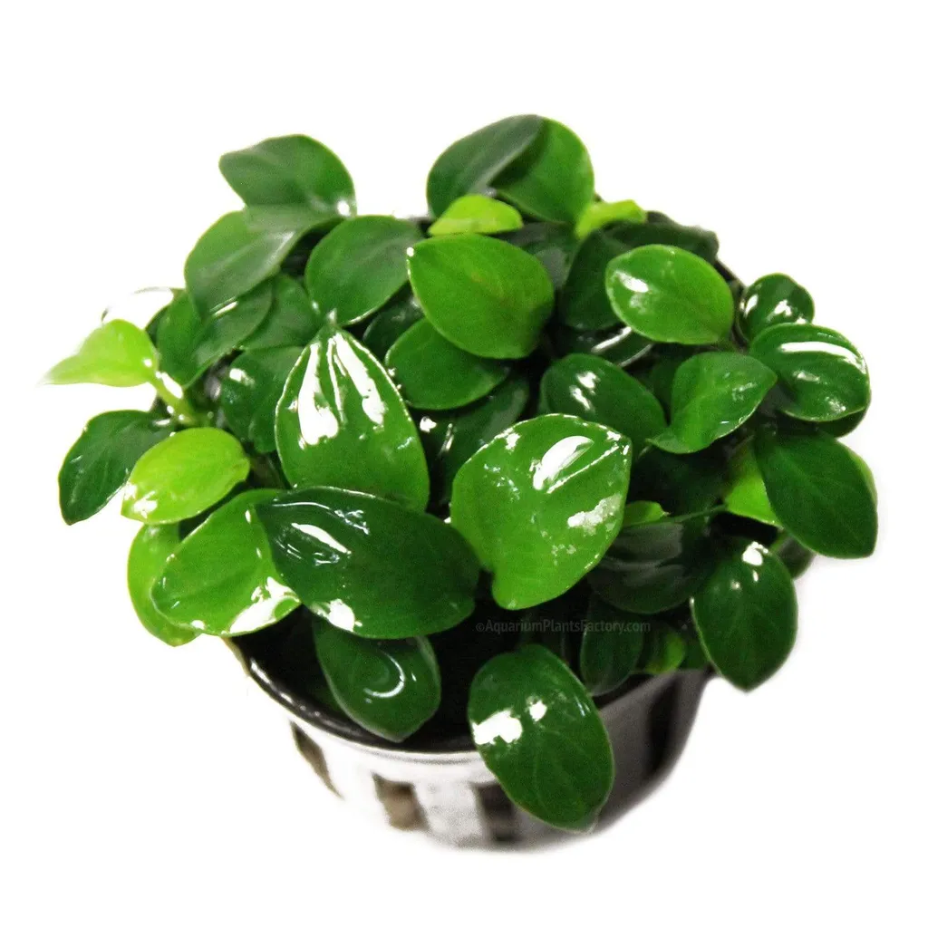 Anubias petite (Anubias barteri var. nana 'Petite')