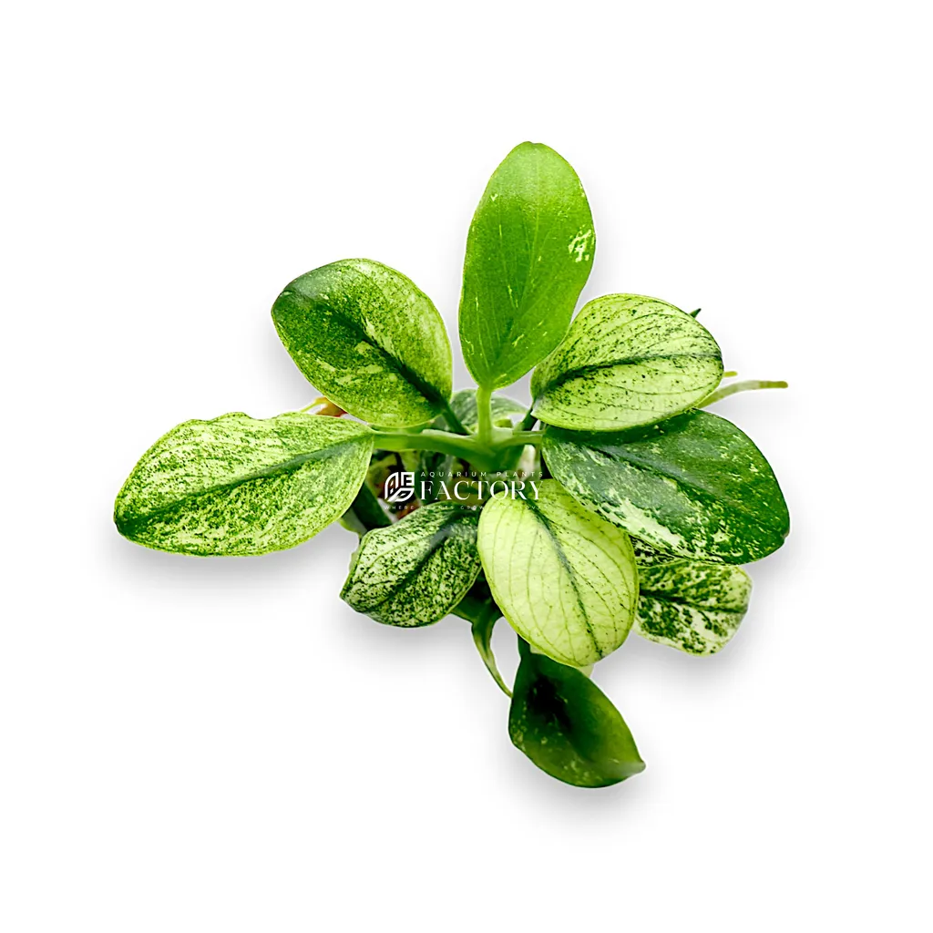 Anubias pinto (Anubias barteri var. nana 'Pinto')