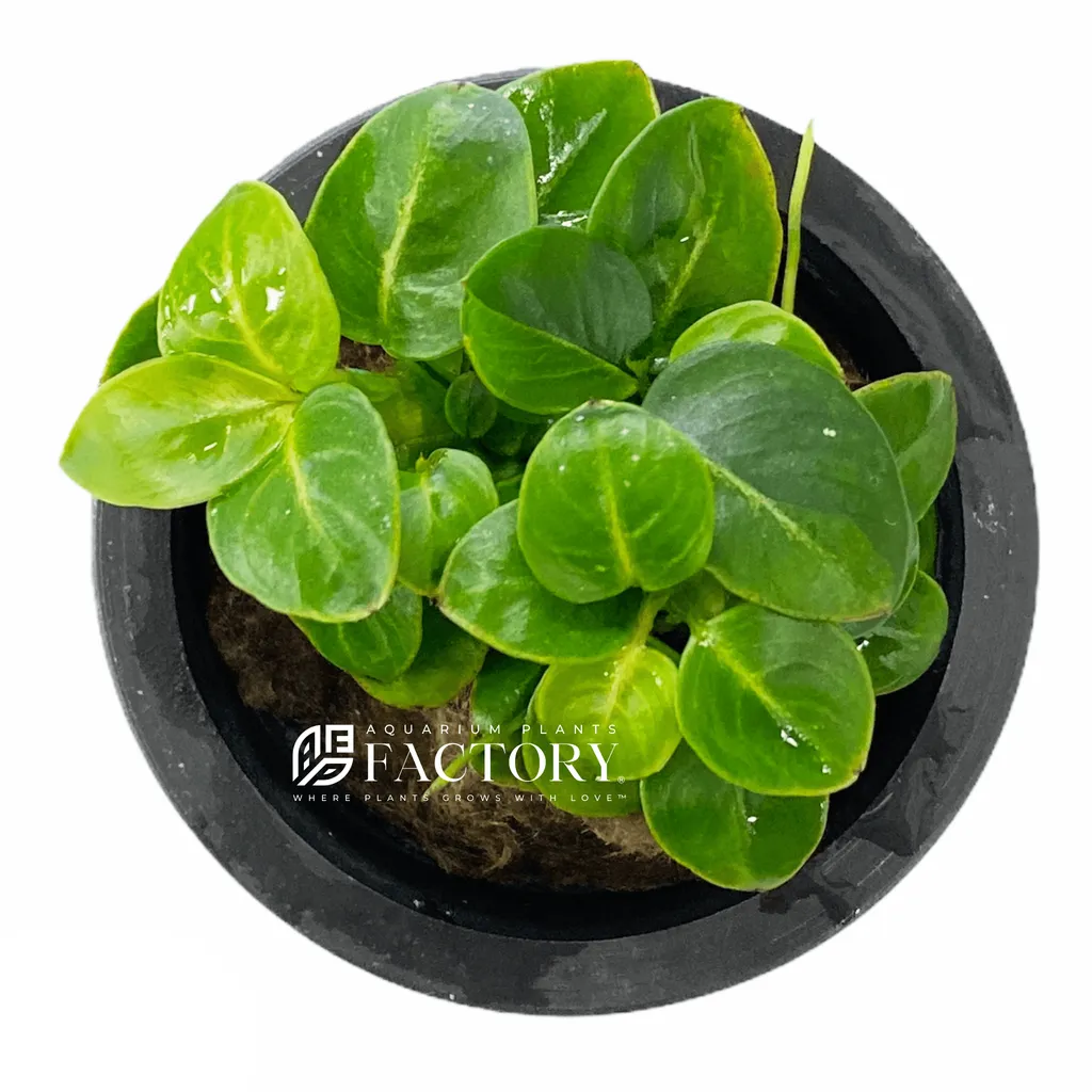 Anubias stardust (Anubias barteri var. nana 'Stardust')