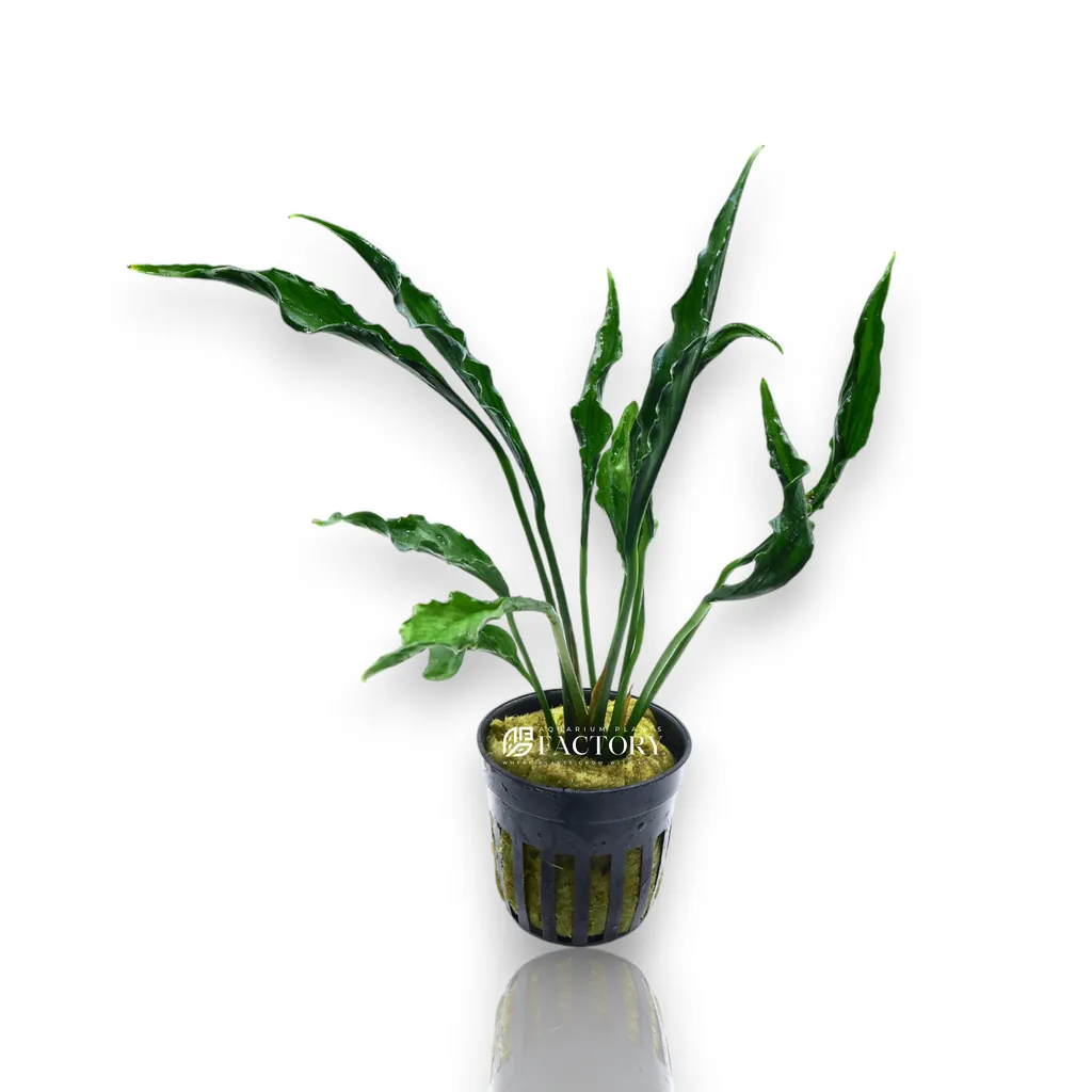 Anubias Supernova (Anubias 'Supernova')