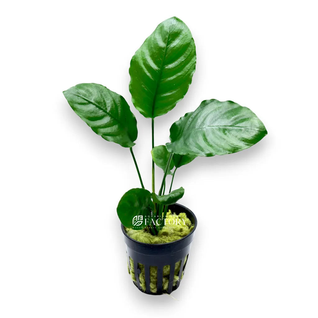 Anubias Wrinkle Leaf (Anubias barteri 'Wrinkle Leaf')