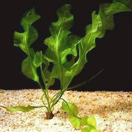 Aponogeton ulvaceus (Aponogeton ulvaceus)