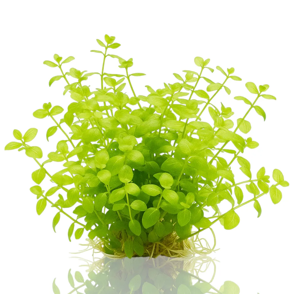 Creeping bacopa (Bacopa australis)