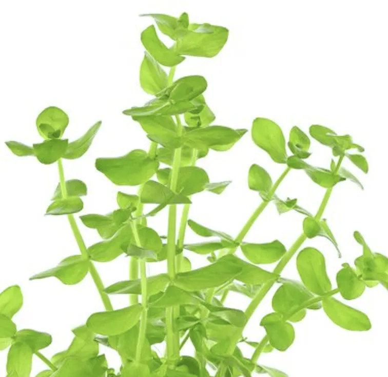 Bacopa lanigera (Bacopa lanigera)