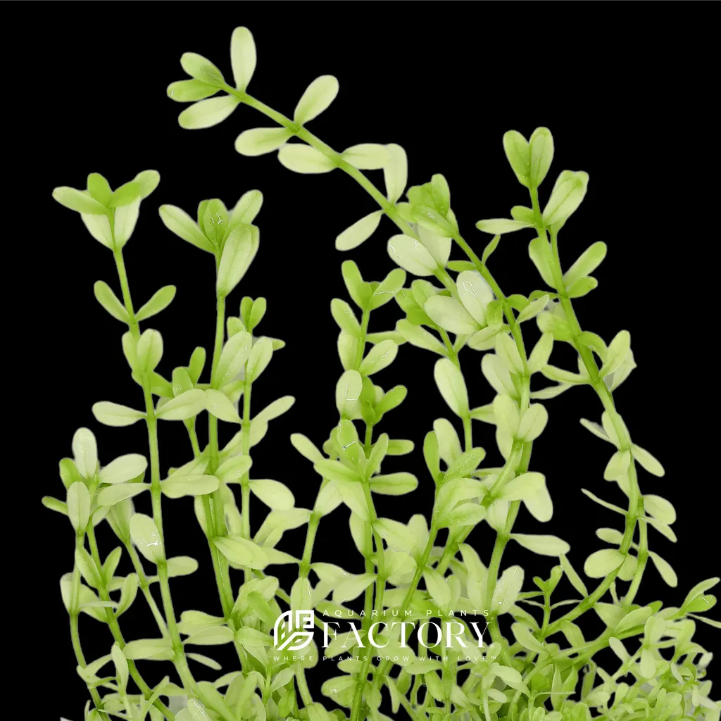 Bacopa Platinum (Bacopa monnieri 'Platinum')