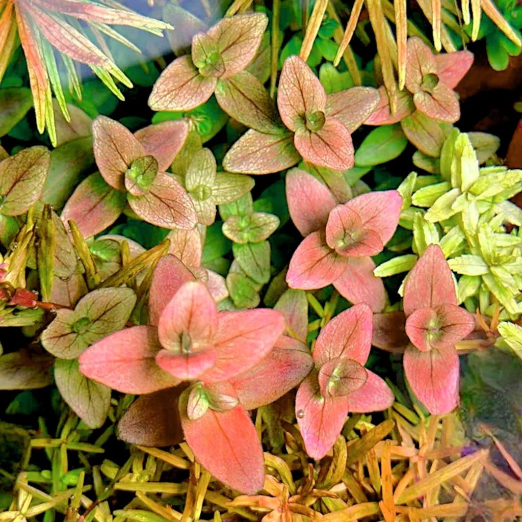 Purple bacopa (Bacopa salzmannii)