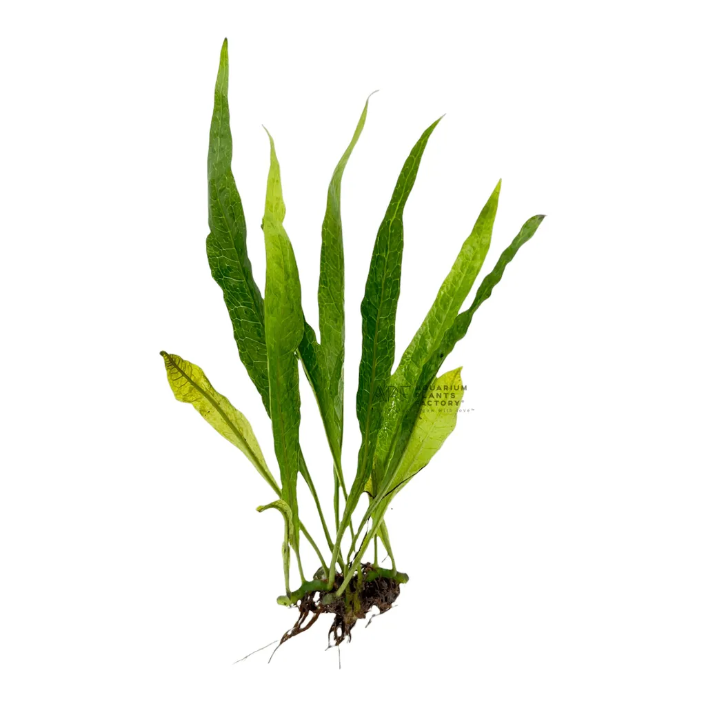 Black Forest java fern (Leptochilus pteropus 'Black Forest')