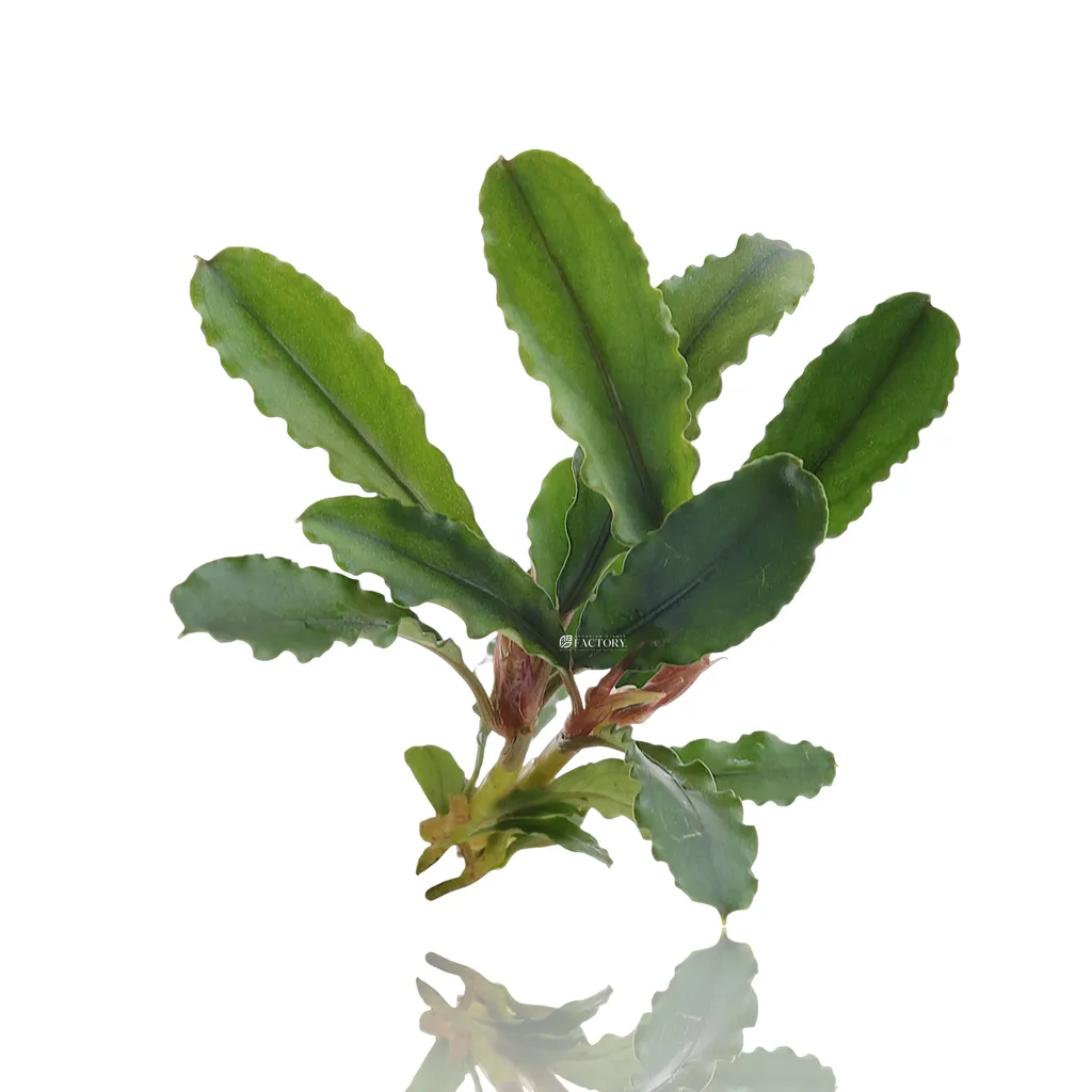 Bucephalandra Artemis (Bucephalandra sp. 'Artemis')