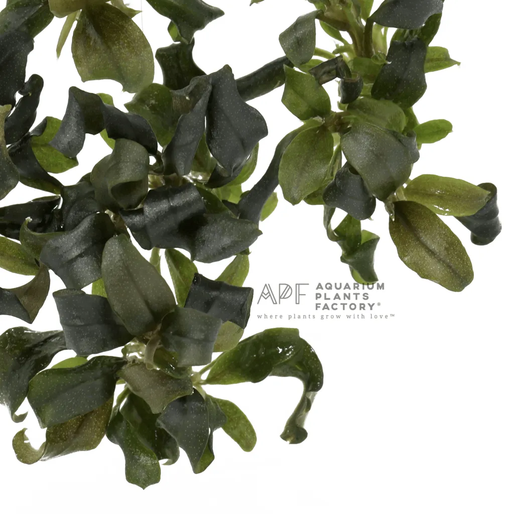 Bucephalandra brownie ghost (Bucephalandra sp. 'Brownie Ghost')