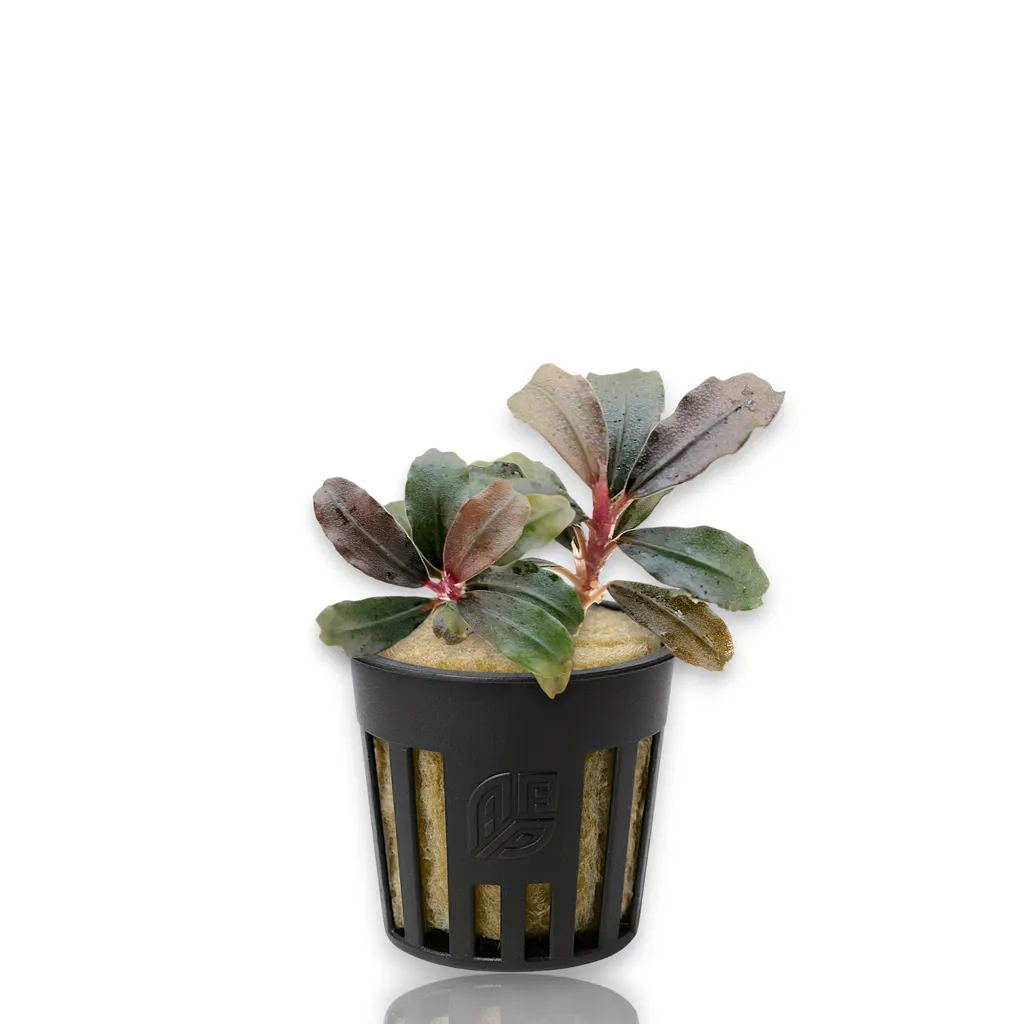 Bucephalandra Brownie Kapuas (Bucephalandra sp. 'Brownie Kapuas')
