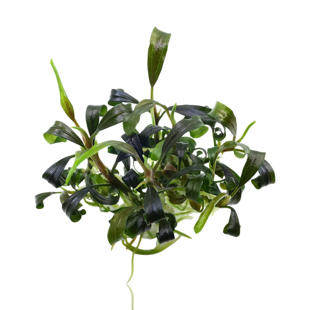 Bucephalandra Dark Velvet (Bucephalandra sp. 'Dark Velvet')