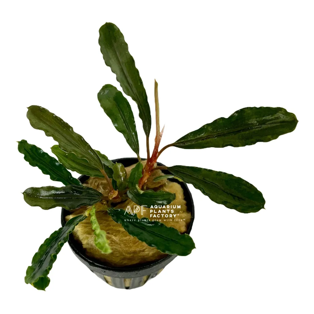 Bucephalandra Godzilla (Bucephalandra sp. 'Godzilla')