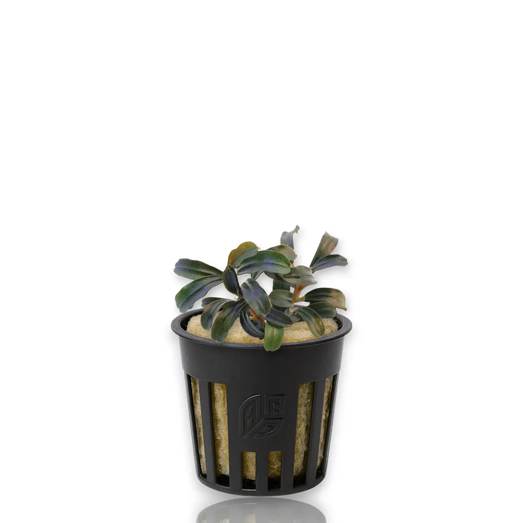 Bucephalandra Grappa Red (Bucephalandra sp. 'Grappa Red')