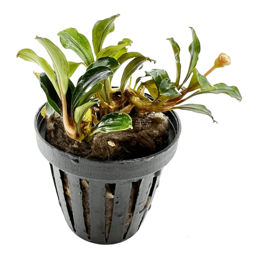 Bucephalandra kedagang (Bucephalandra sp. 'Kedagang')