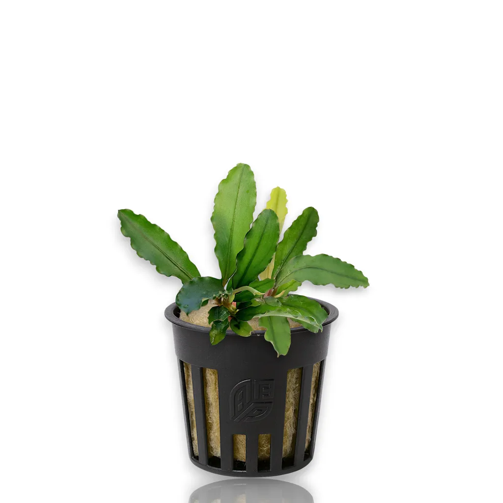 Bucephalandra Maestro Blue (Bucephalandra sp. 'Maestro Blue')