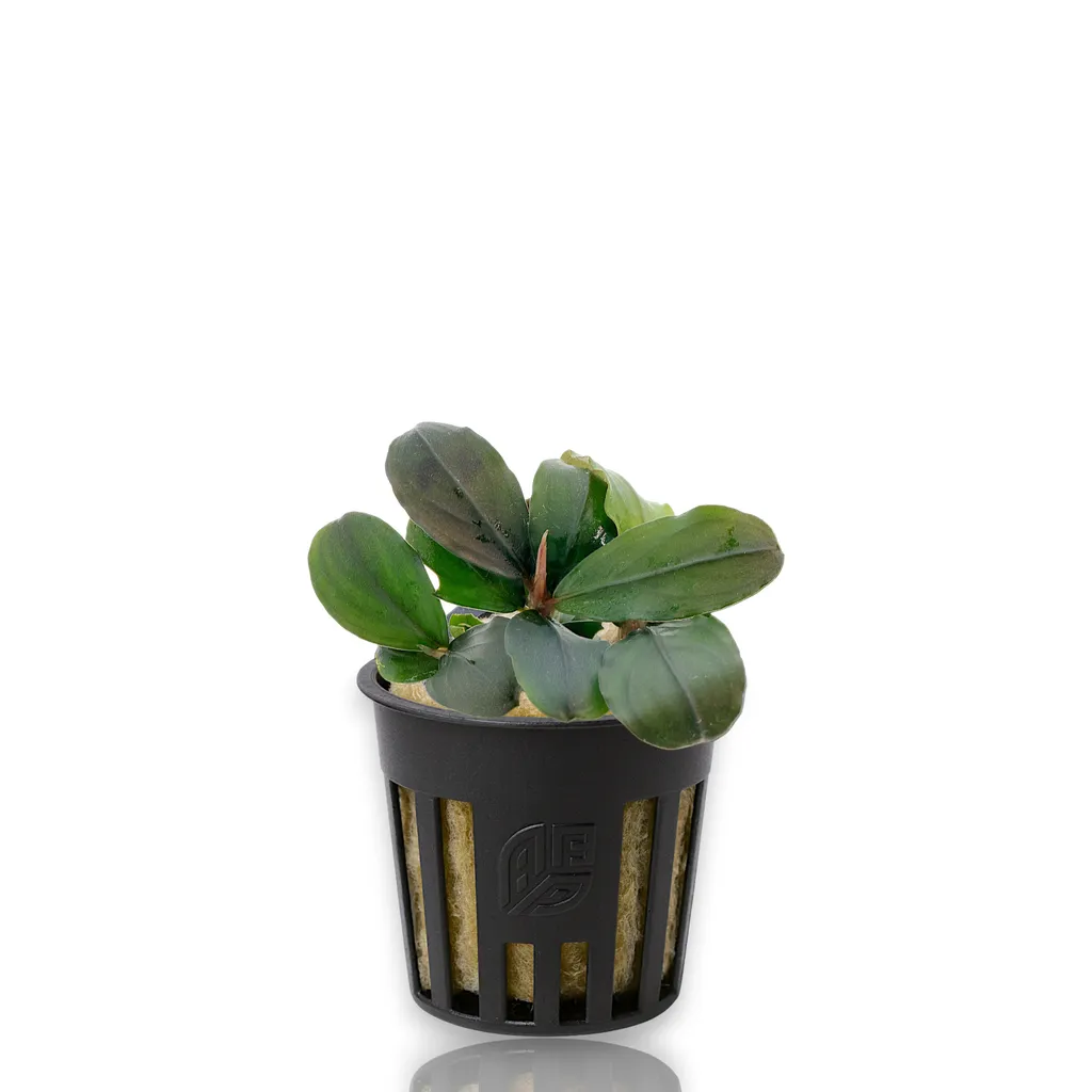 Bucephalandra Pandora Queen (Bucephalandra sp. 'Pandora Queen')