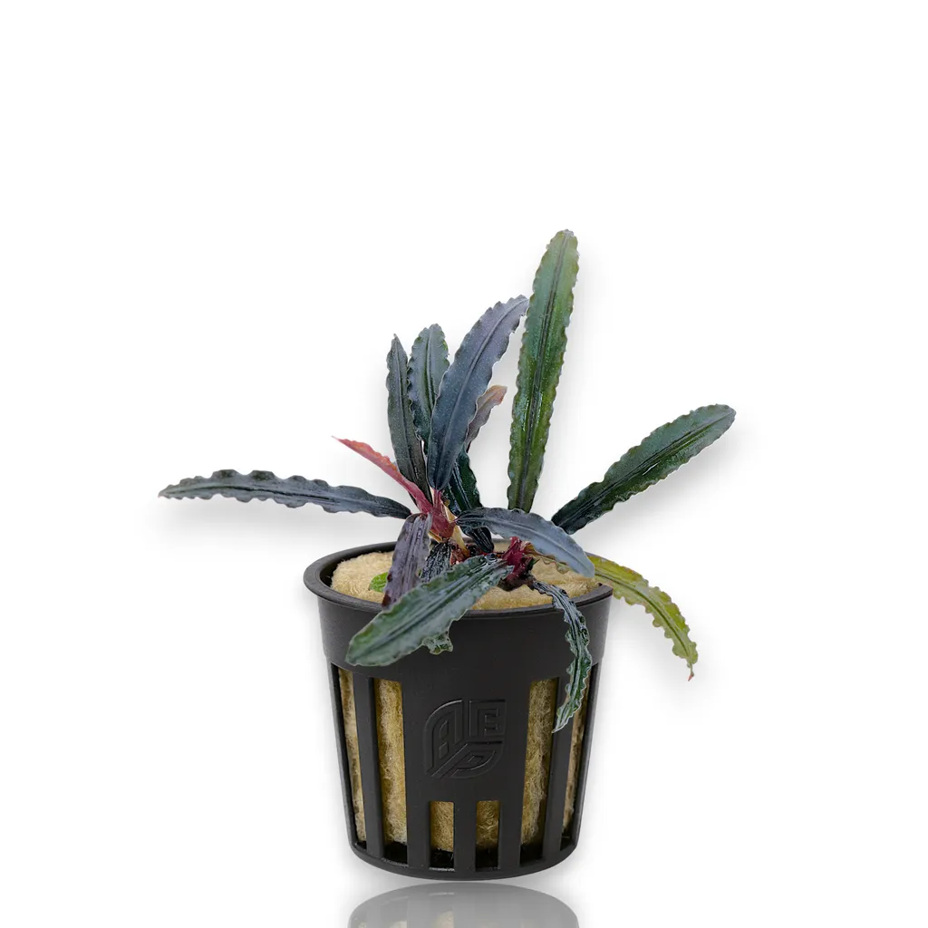 Bucephalandra Red Catherine (Bucephalandra sp. 'Red Catherine')