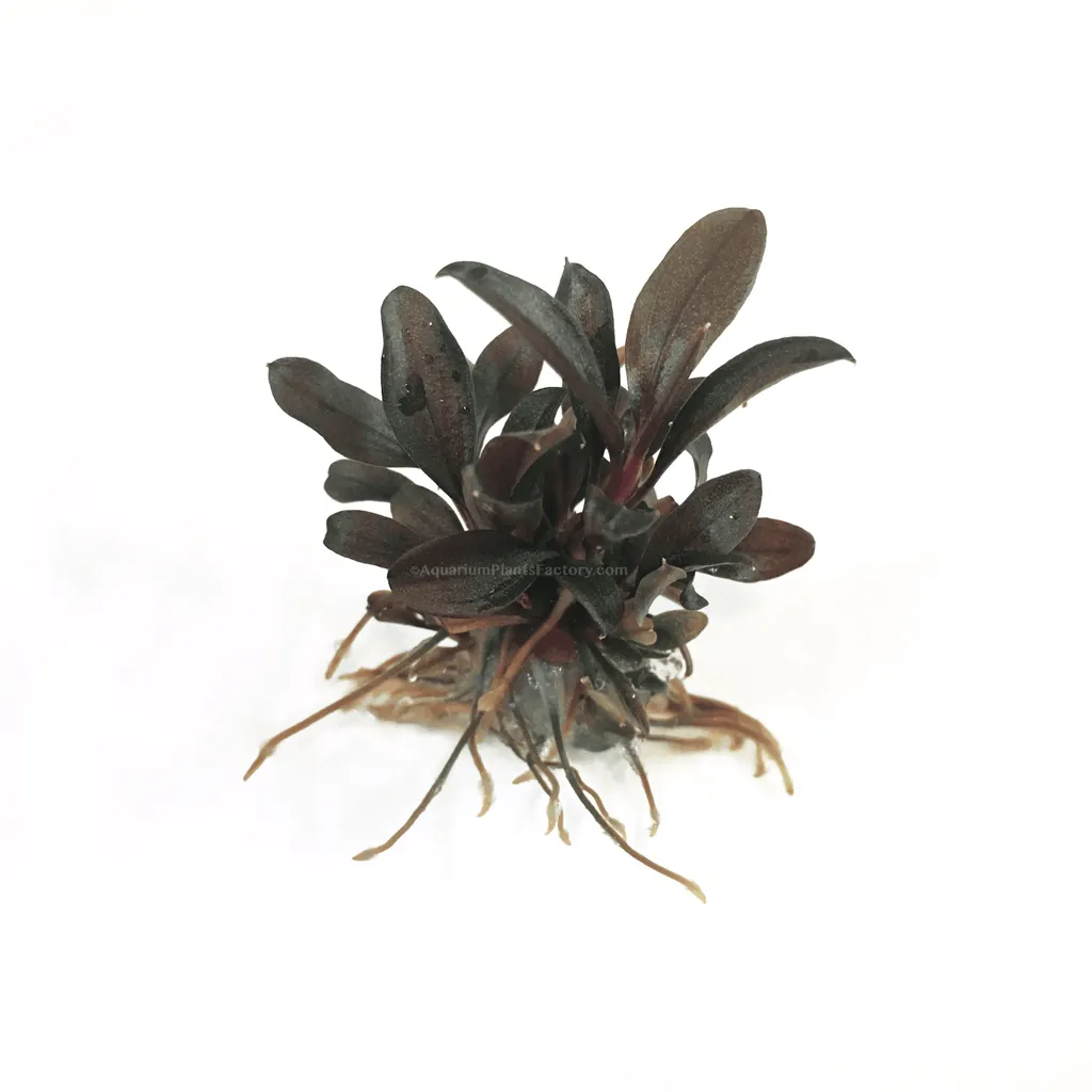 Bucephalandra Red Mini (Bucephalandra sp. 'Red Mini')