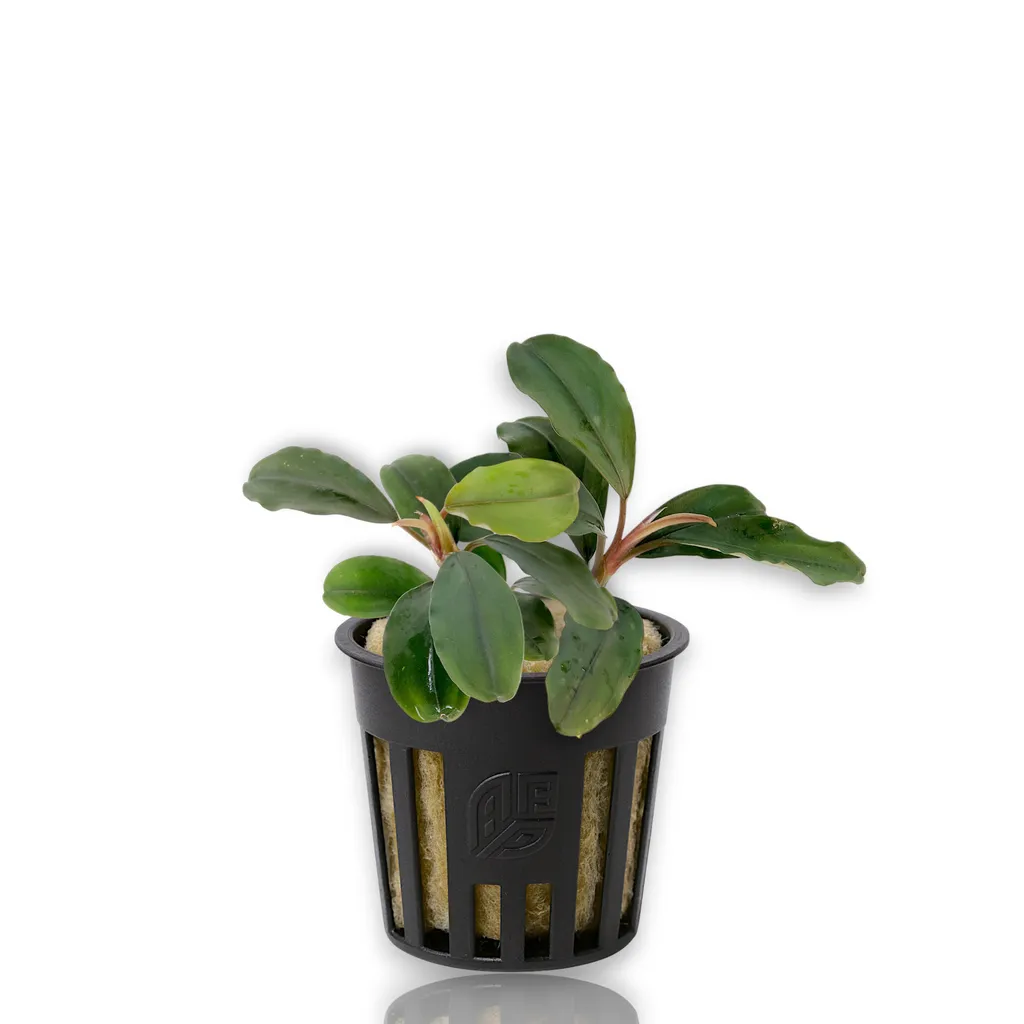 Bucephalandra Theia (Bucephalandra sp. 'Theia')