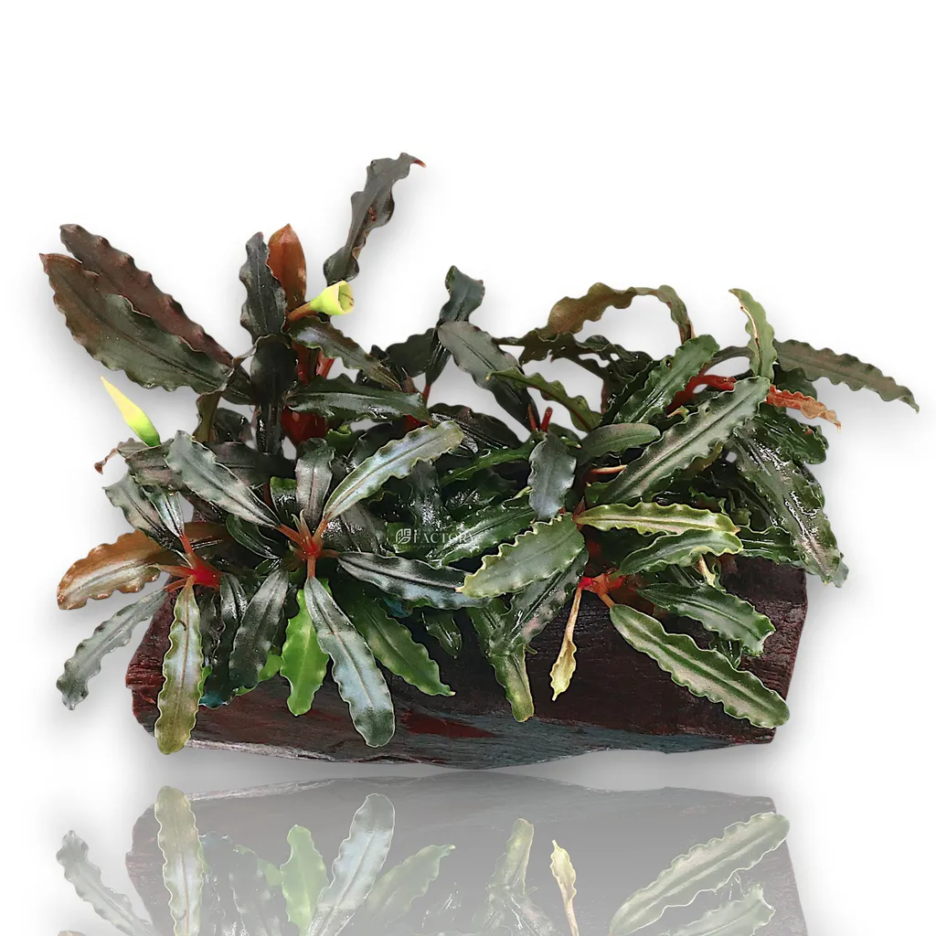 Bucephalandra Velvet (Bucephalandra sp. 'Velvet')