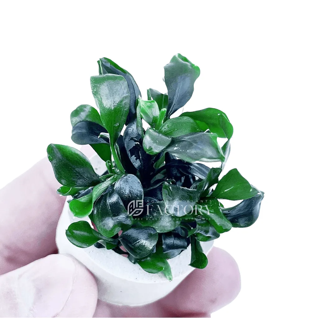 Bucephalandra Wavy Green (Bucephalandra sp. 'Wavy Green')