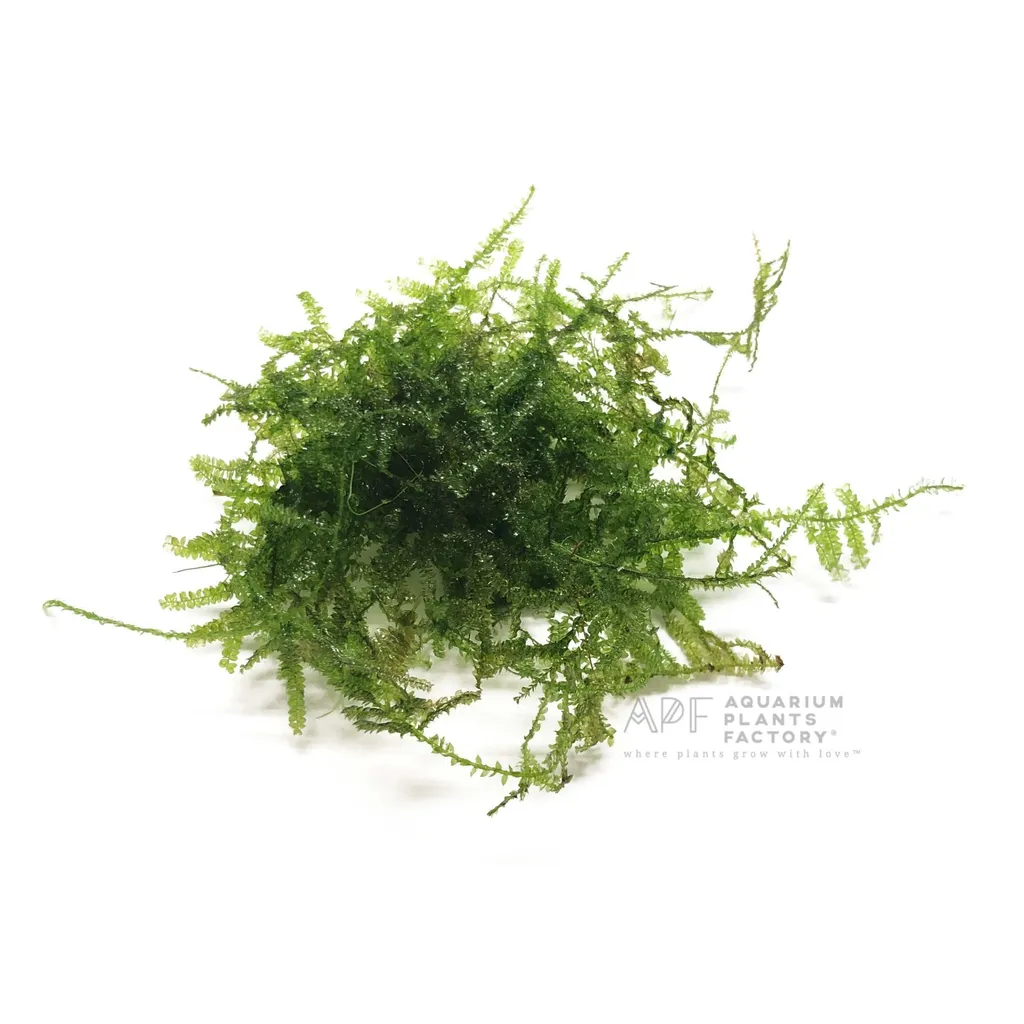 Christmas moss (Vesicularia montagnei)
