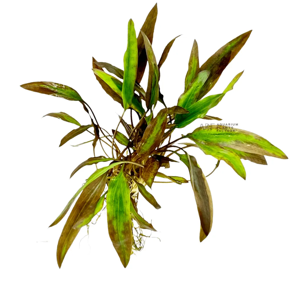 Cryptocoryne affinis (Cryptocoryne affinis)