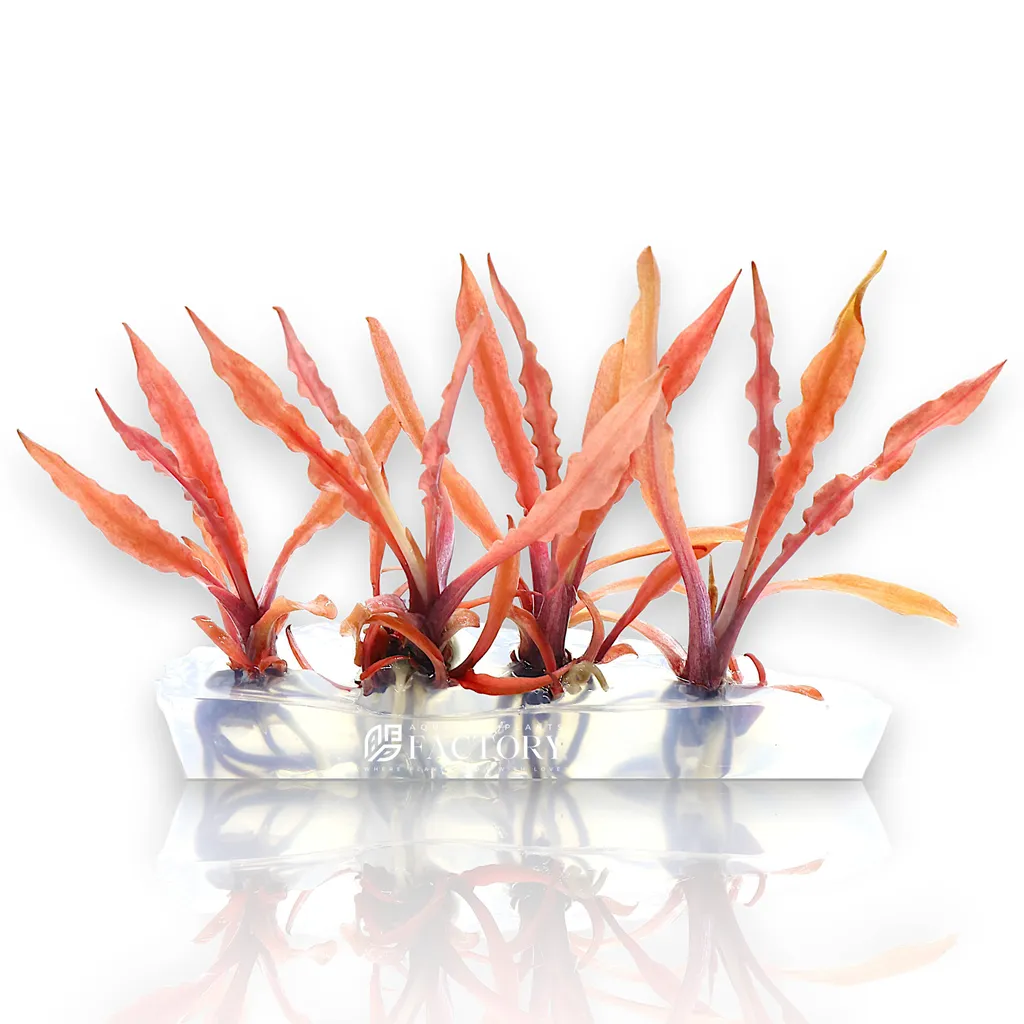 Cryptocoryne albida Red (Cryptocoryne albida 'Red')