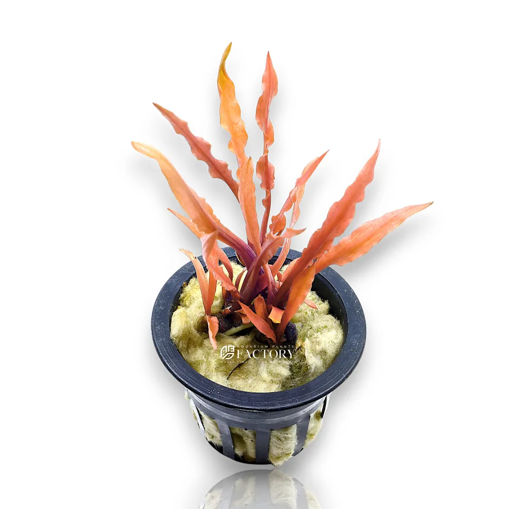 Cryptocoryne albida (Cryptocoryne albida)