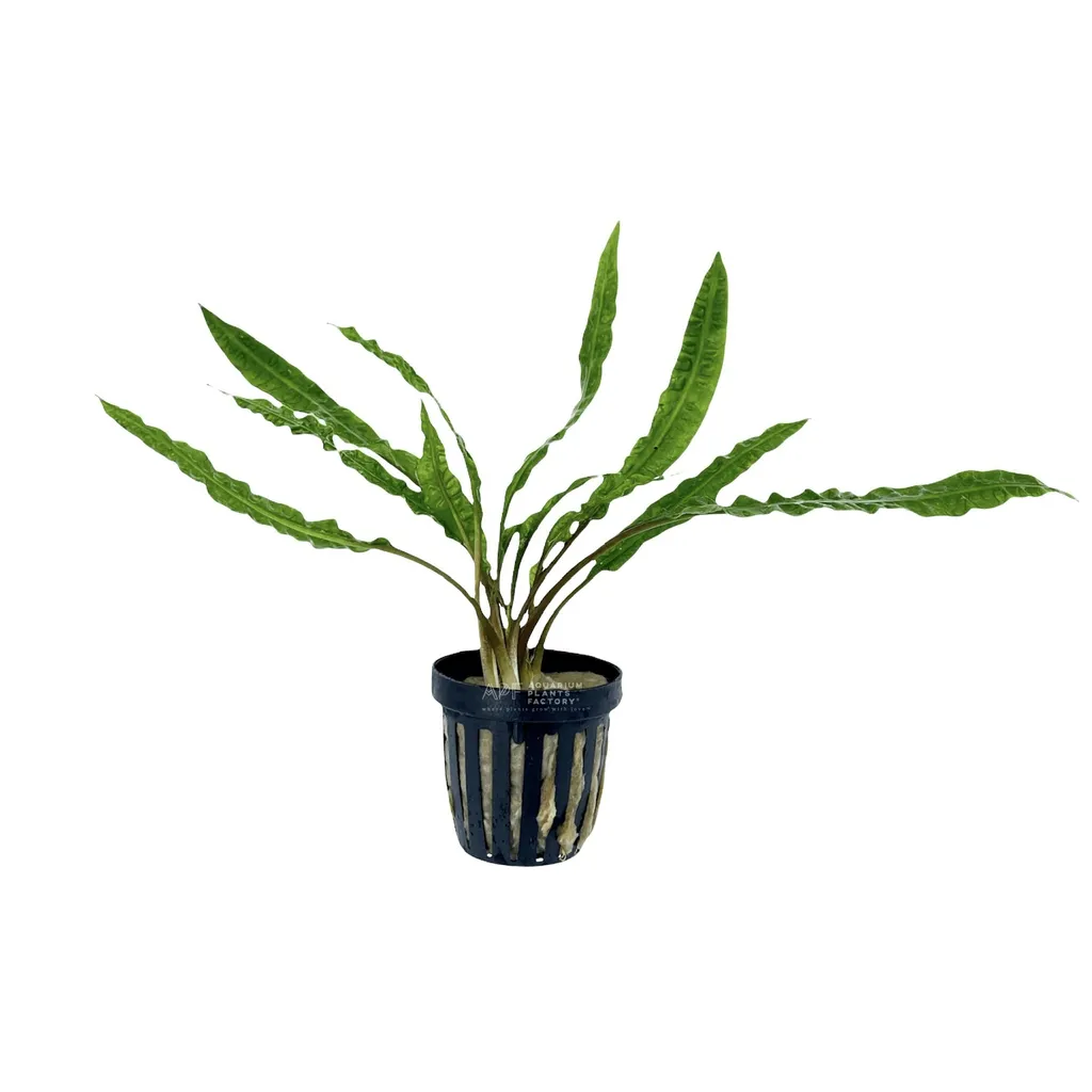 Cryptocoryne balansae (Cryptocoryne crispatula var. balansae)