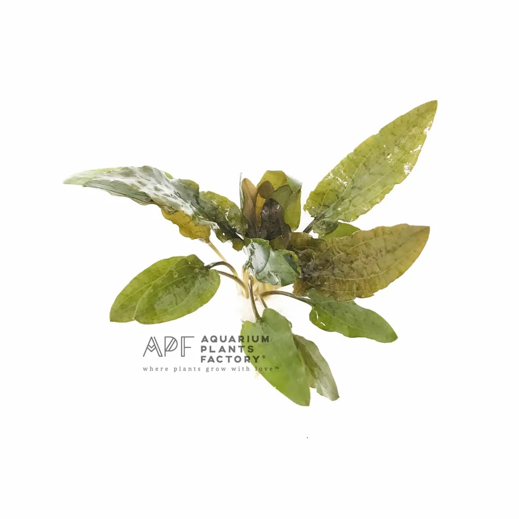 Cryptocoryne beckettii (Cryptocoryne beckettii)