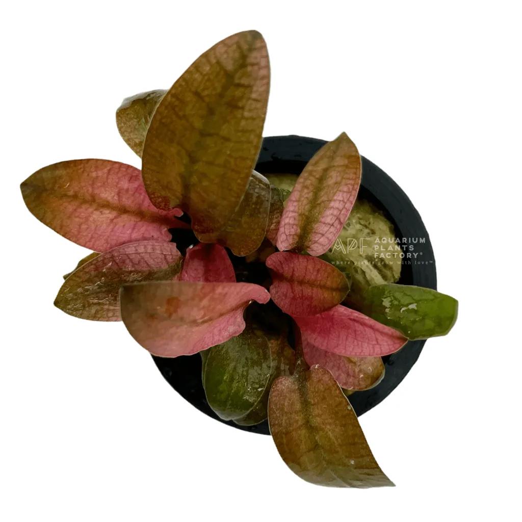 Cryptocoryne Flamingo (Cryptocoryne wendtii 'Flamingo')