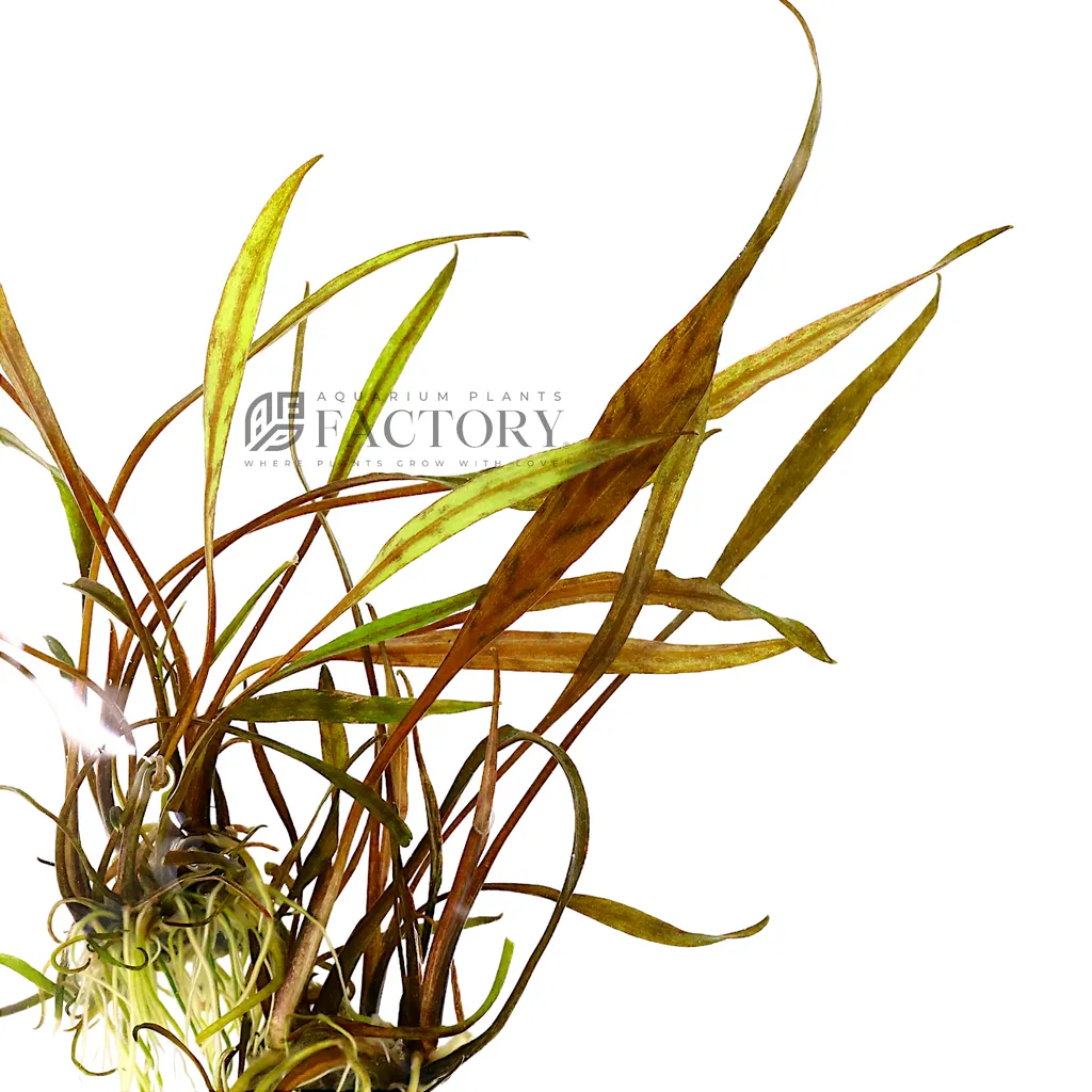 Cryptocoryne nurii (Cryptocoryne nurii)