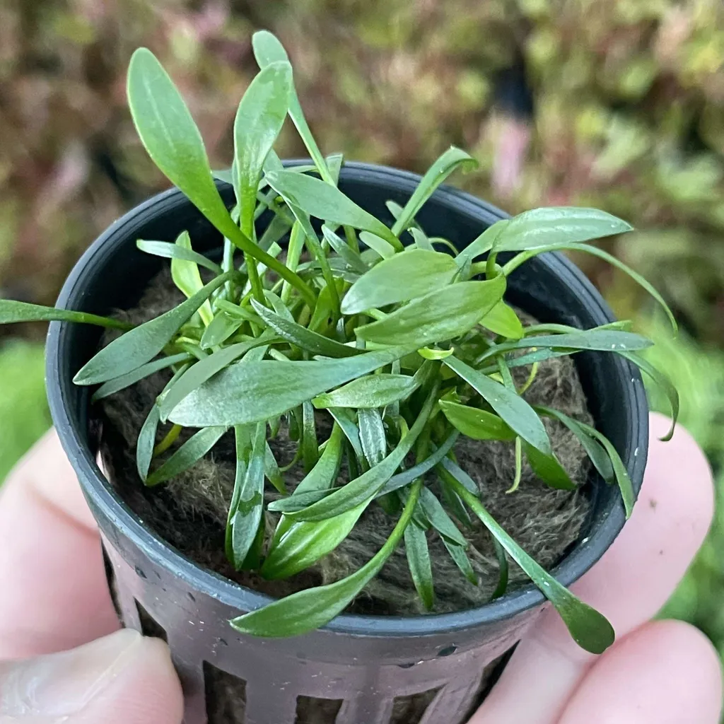 Cryptocoryne parva (Cryptocoryne parva)