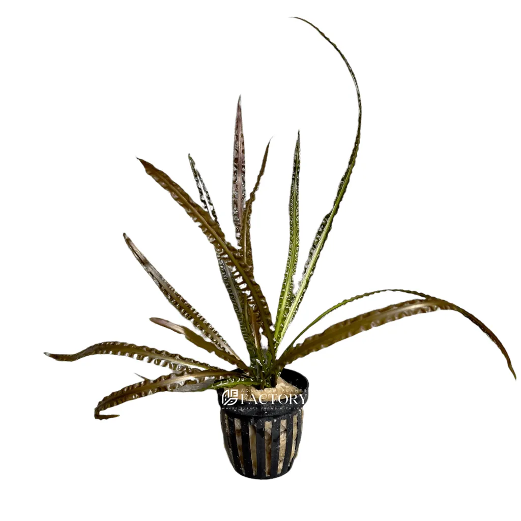 Cryptocoryne retrospiralis (Cryptocoryne retrospiralis)