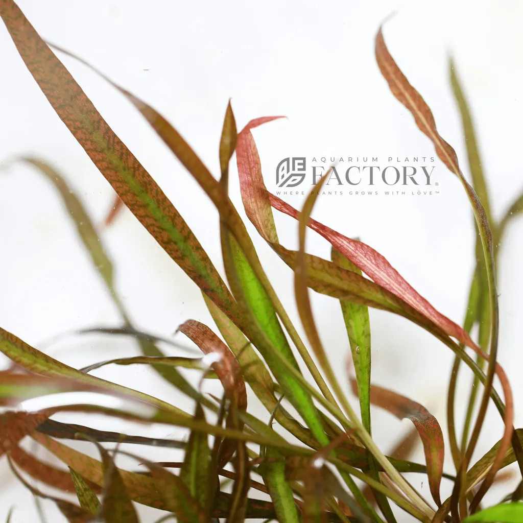 Cryptocoryne spiralis Tiger (Cryptocoryne spiralis 'Tiger')