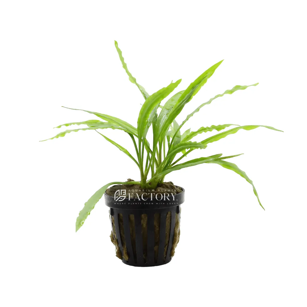 Cryptocoryne spiralis (Cryptocoryne spiralis)