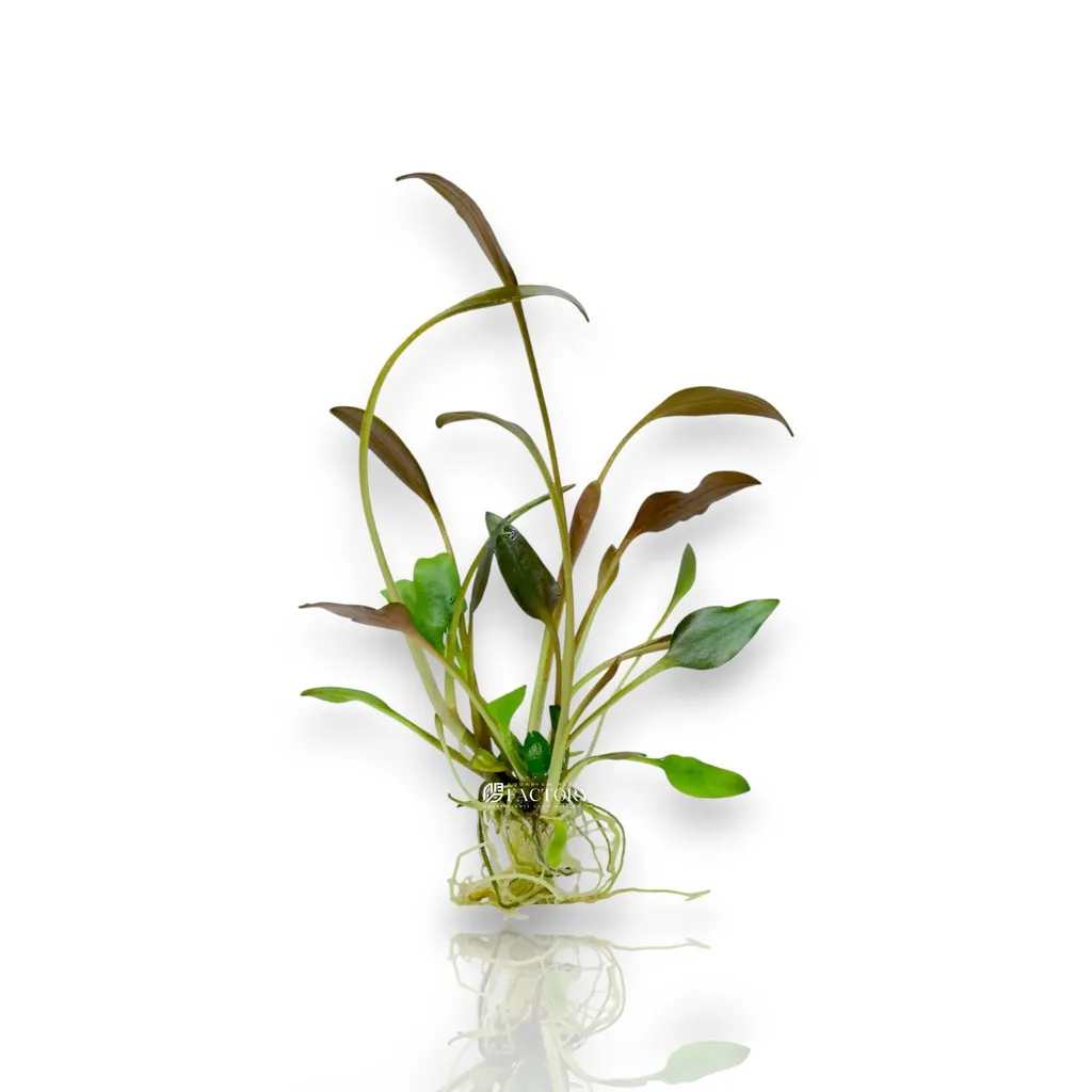 Cryptocoryne undulata Broad Leaves (Cryptocoryne undulata 'Broad Leaves')
