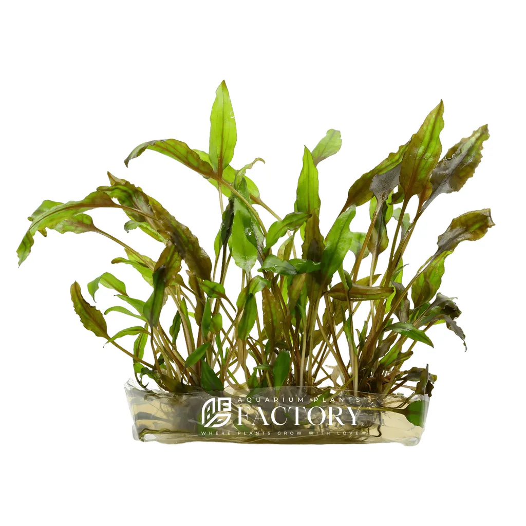 Cryptocoryne usteriana (Cryptocoryne usteriana)