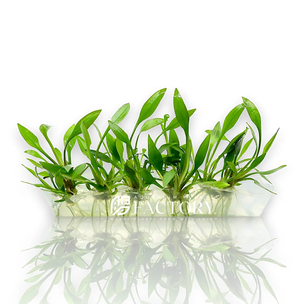 Cryptocoryne walkeri Lutea (Cryptocoryne walkeri 'Lutea')
