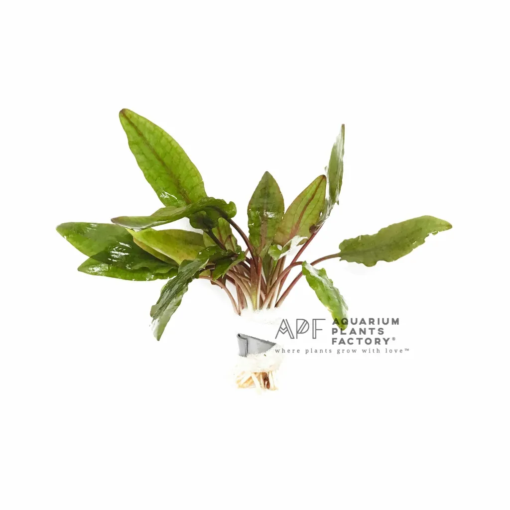 Cryptocoryne wendtii brown (Cryptocoryne wendtii 'Brown')
