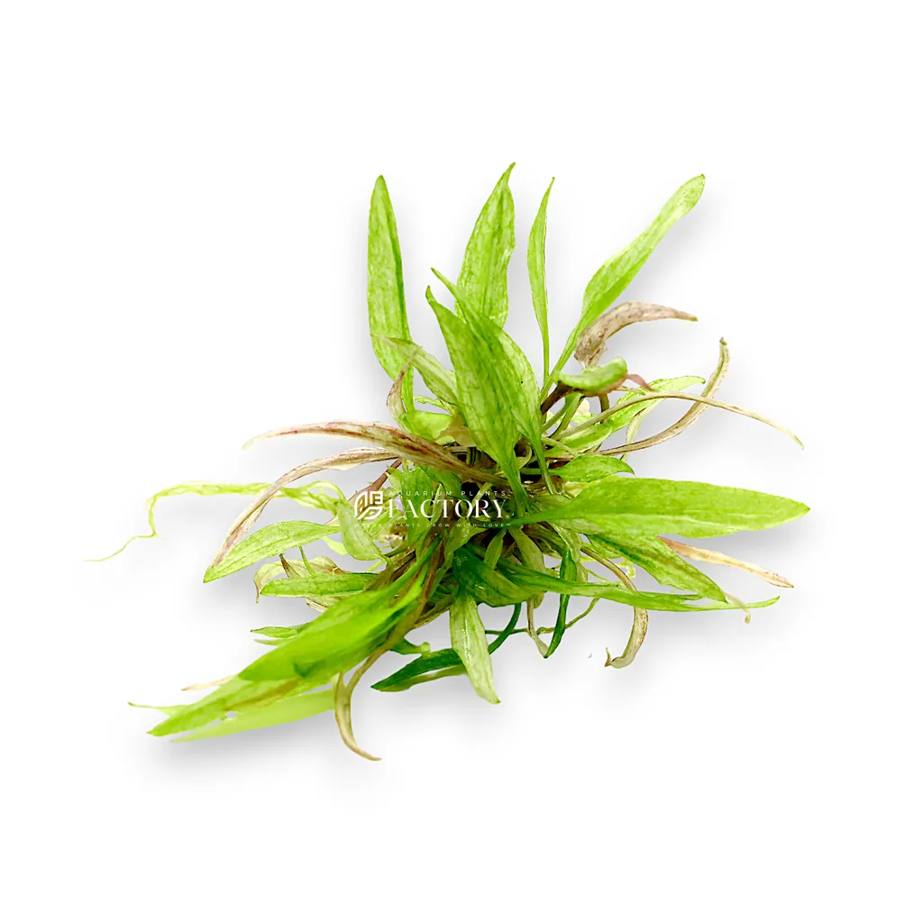Cryptocoryne wendtii Green Gecko (Cryptocoryne wendtii 'Green Gecko')