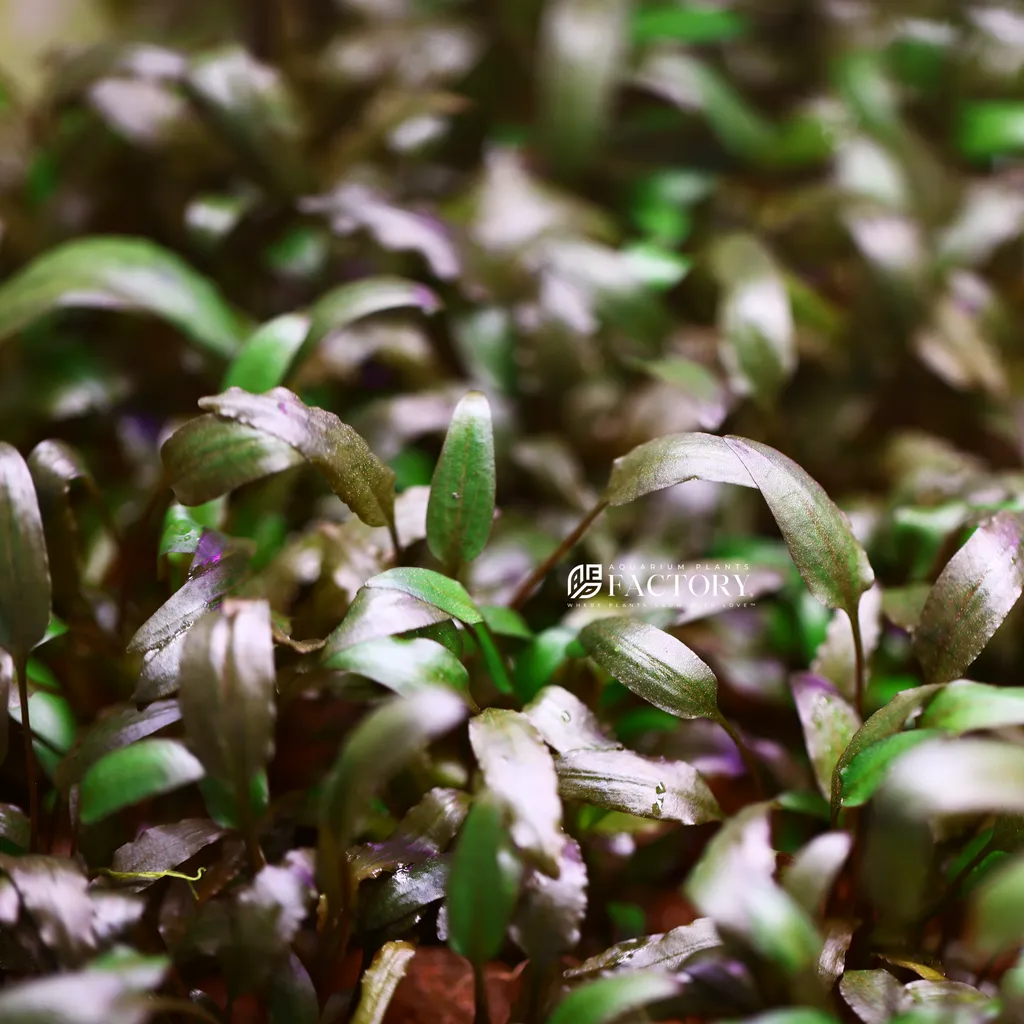 Cryptocoryne wendtii Tropica (Cryptocoryne wendtii 'Tropica')