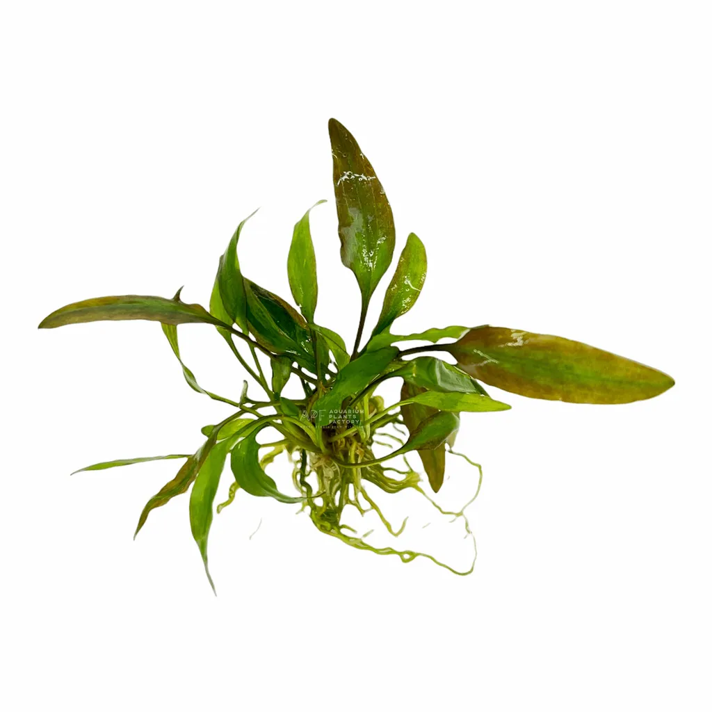 Cryptocoryne willisii (Cryptocoryne × willisii)
