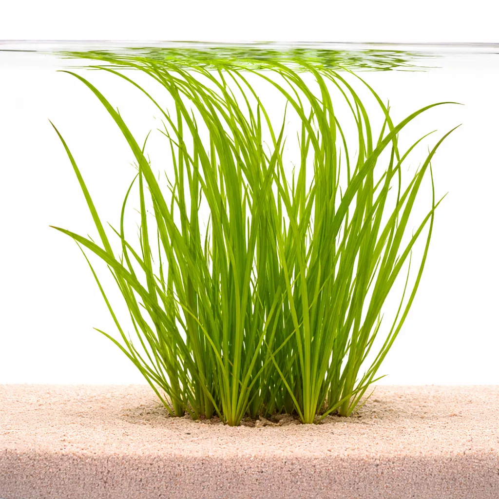 Cyperus helferi (Cyperus helferi)