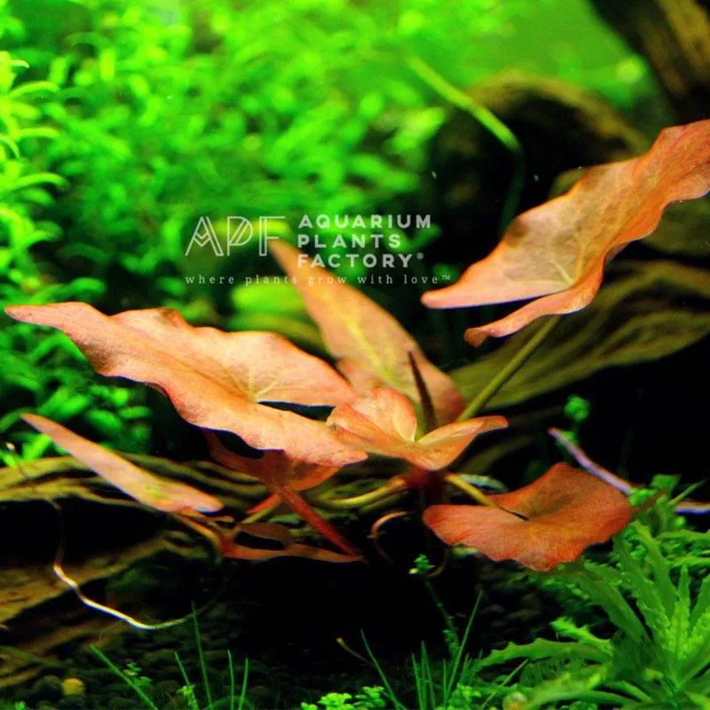 Dwarf aquarium lily (Nymphaea nouchali)