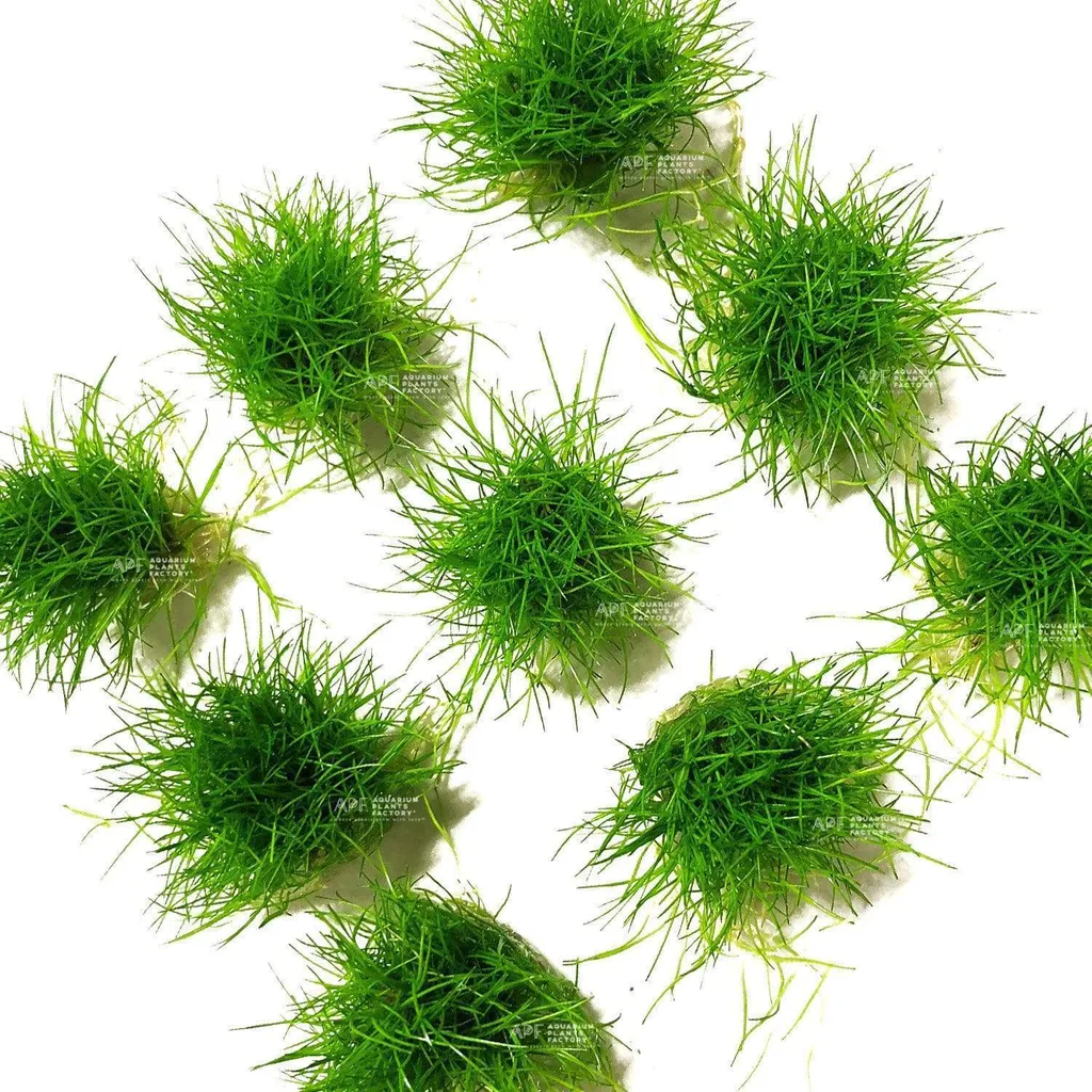 Dwarf hairgrass Mini (Eleocharis parvula 'Mini')