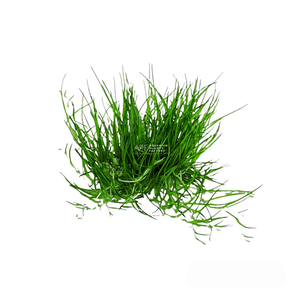 Dwarf hairgrass (Eleocharis parvula)