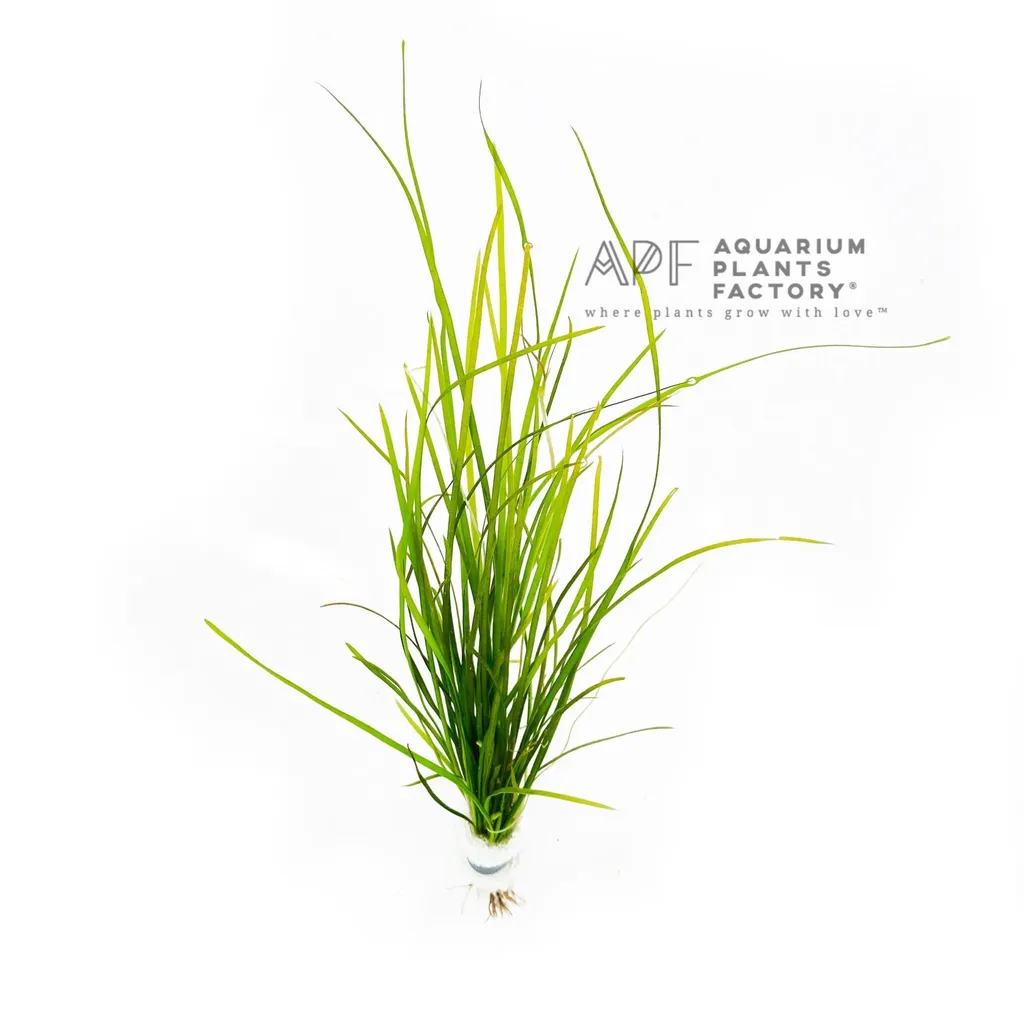 Dwarf vallisneria (Vallisneria nana)
