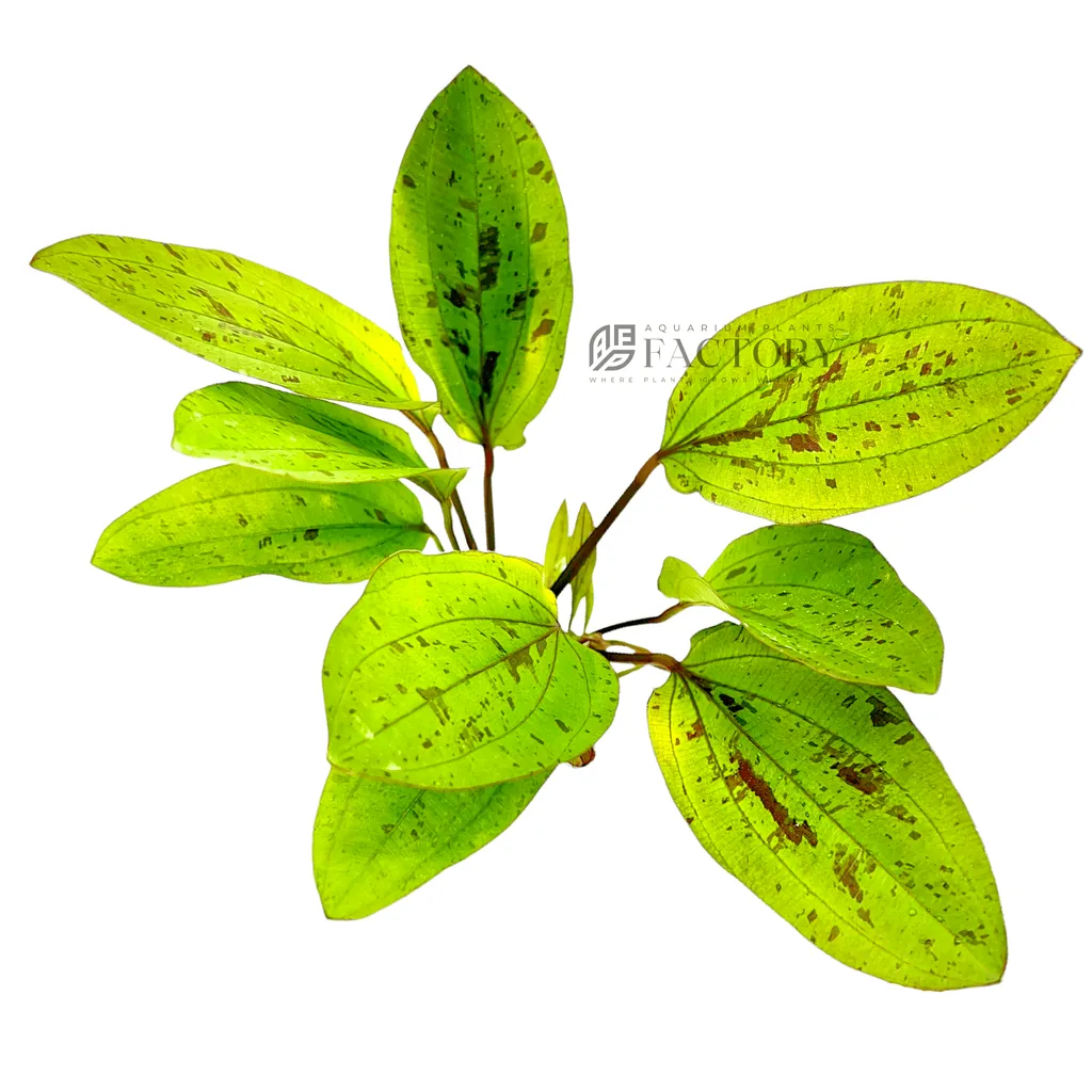 Echinodorus Chocolate Marble (Echinodorus 'Chocolate Marble')